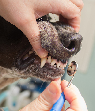 Waianae Dog Dentist