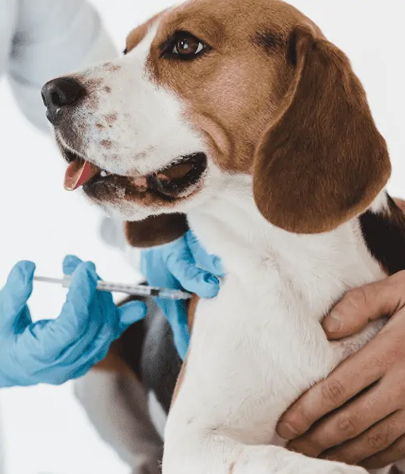 Dog Vaccinations in Wake Island
